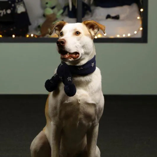 Pet Brands Starry Nights Gold Star Print Scarf
